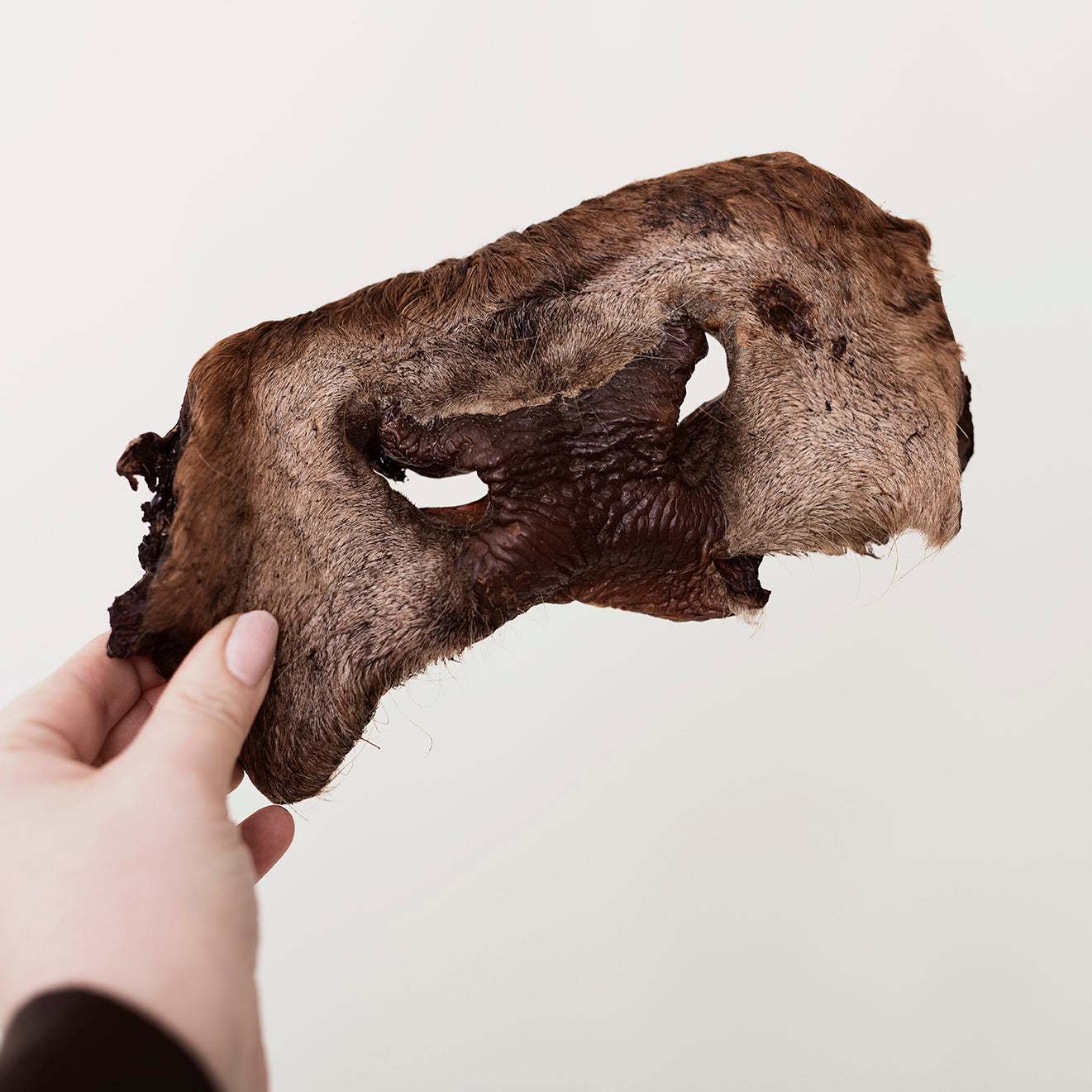 Emmzo - Ox muzzle with fur